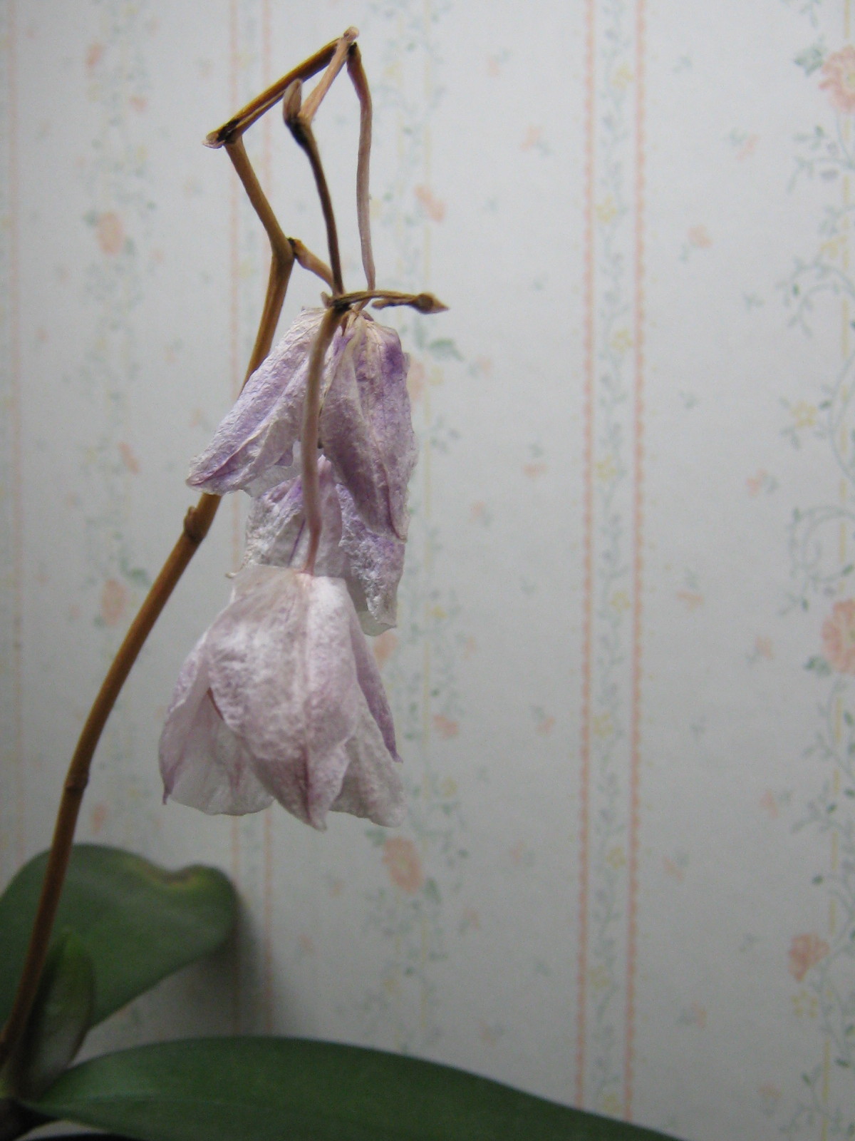 Your Chances of Dying [Infographic] ~ LoupDargent.info